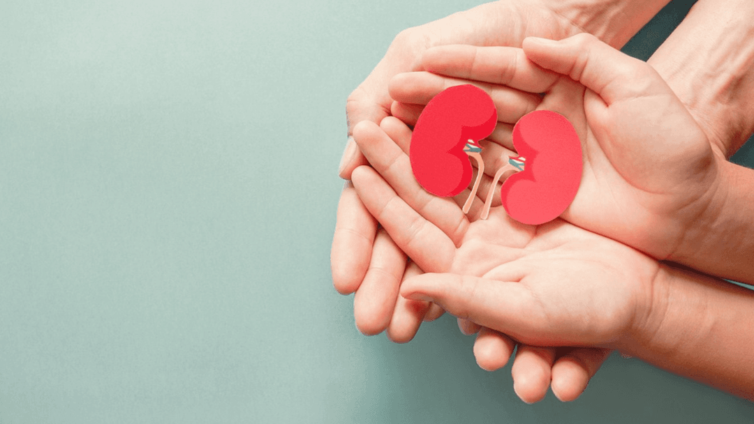 Four hands holding cut out image of kidneys stock image